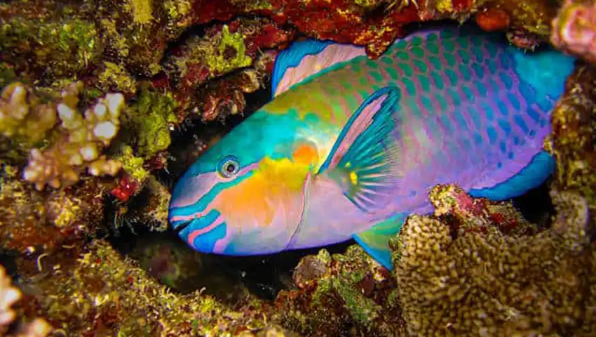 parrot fish