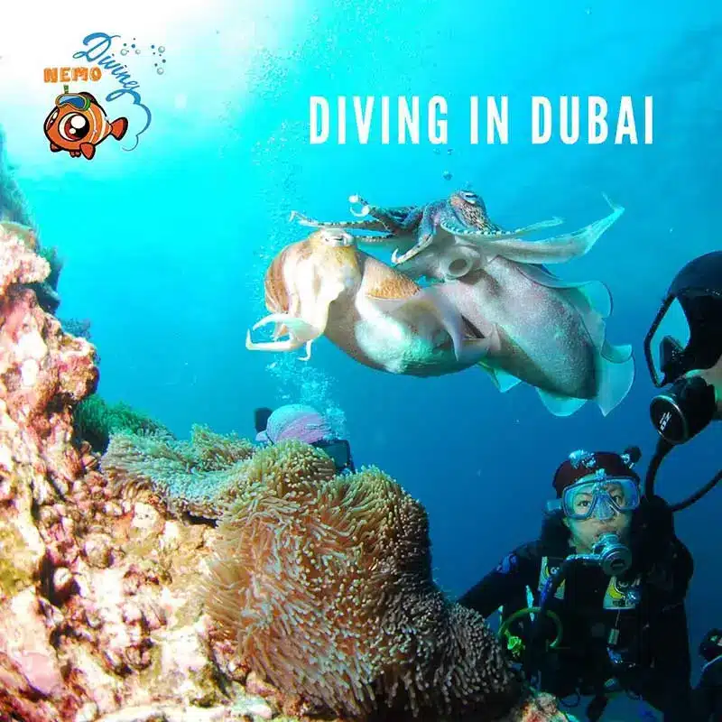 Diving Etiquette 101