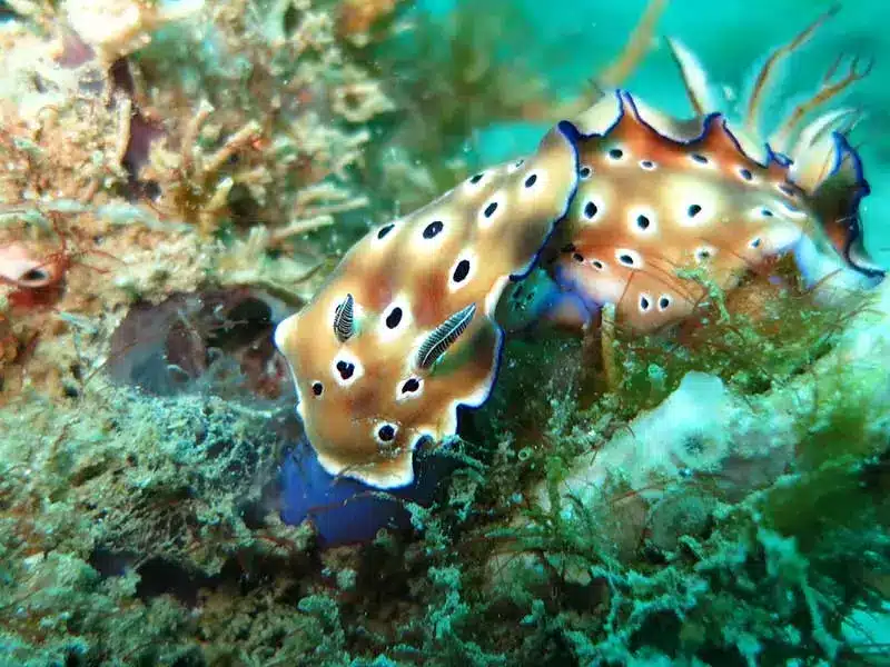 chromodoris