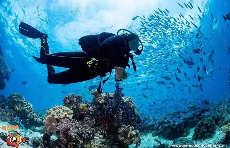 diving in dubai