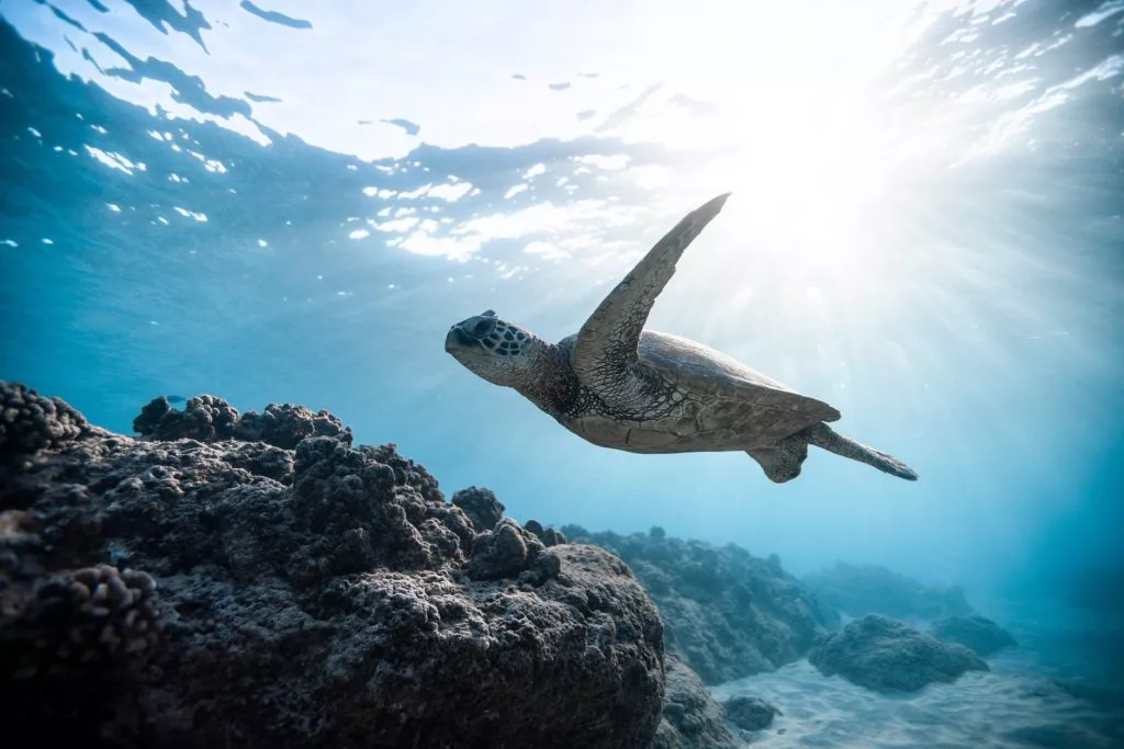 turtle